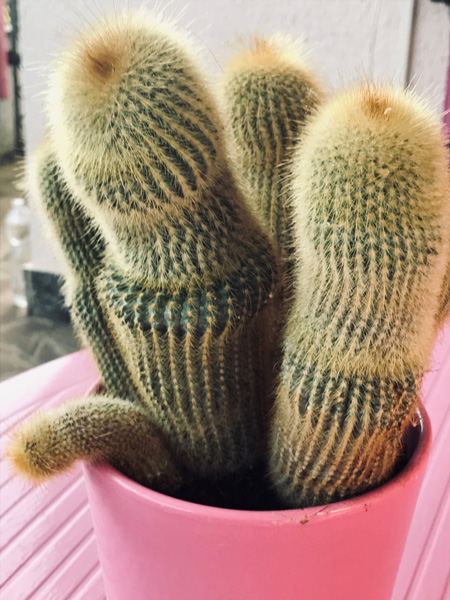 cactus curvi che rappresentano l'ncurvamento del pene