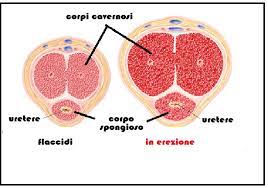 disfunzione erettile: corpi cavernosi di un pene flaccido e in erezione